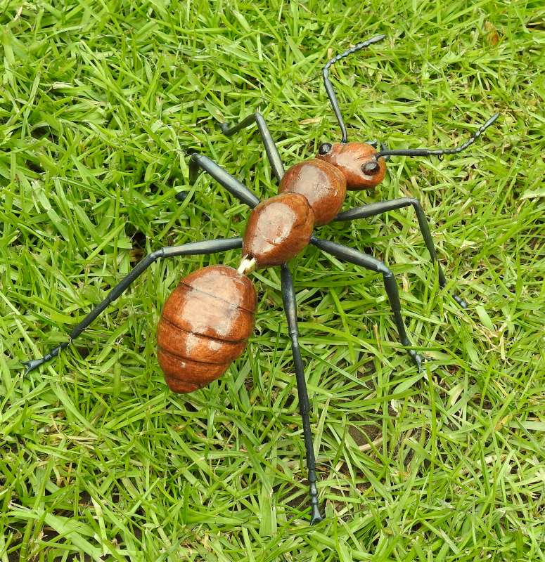 Ant